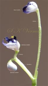 Aerial Inflorescence with spathe removed